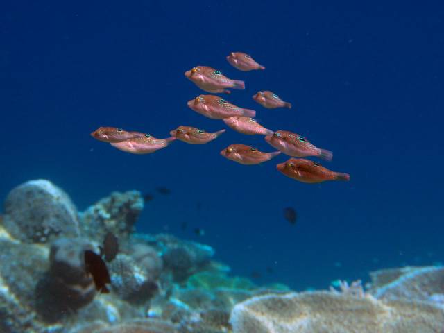 Augenfleck-Spitzkopfkugelfisch - Canthigaster papua