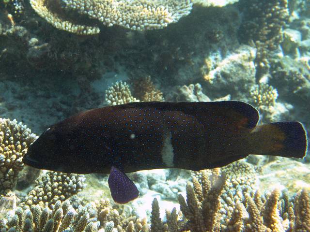 Pfauen-Zackenbarsch - Cephalopholis argus