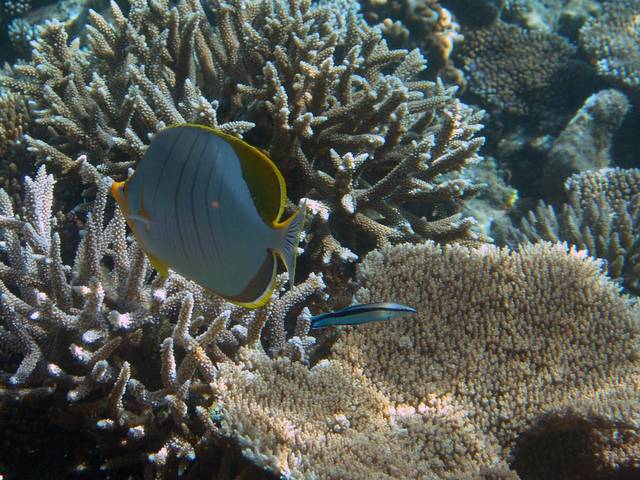 Gelbkopf-Falterfisch - Chaetodon xanthocephalus