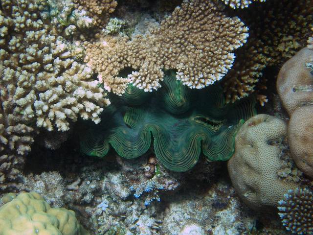 Riesenmuschel - Tridacna squamosa