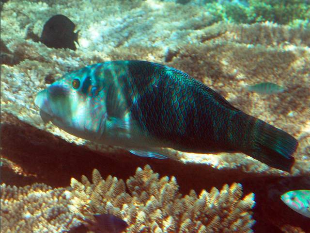 Zweifarben-Bannerlippfisch - Hemigymnus melapterus