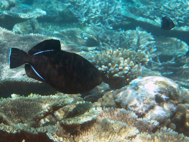 Indischer Drückerfisch - Melichthys indicus