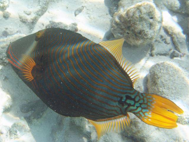 Orangestreifen-Drückerfisch - Balistapus undulatus