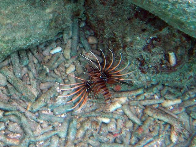 Antennenfeuerfisch - Pterois antennata