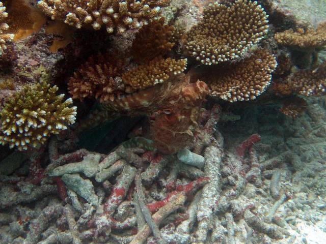 Roter Krake - Octopus cyanea