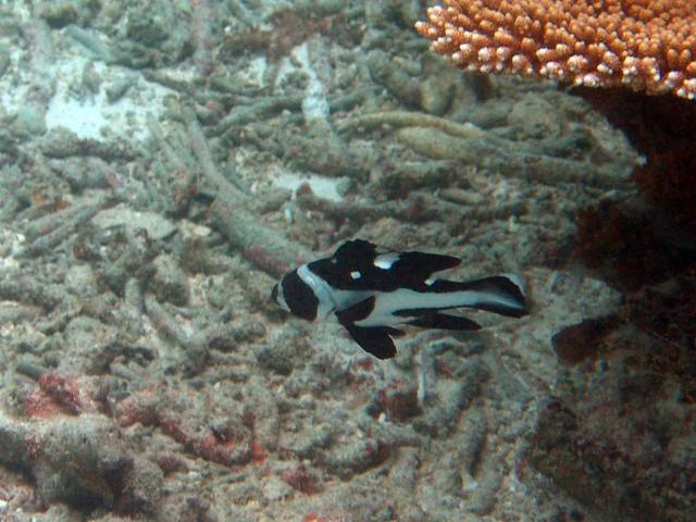 Schwarzer Schnapper juvenil - Black snapper juv.