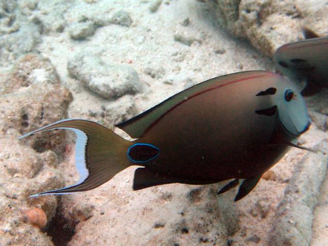 Kreisdorn-Doktorfisch - Acanthurus tennenti