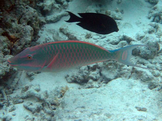 Langnasen-Papageifisch - Hipposcarus harid