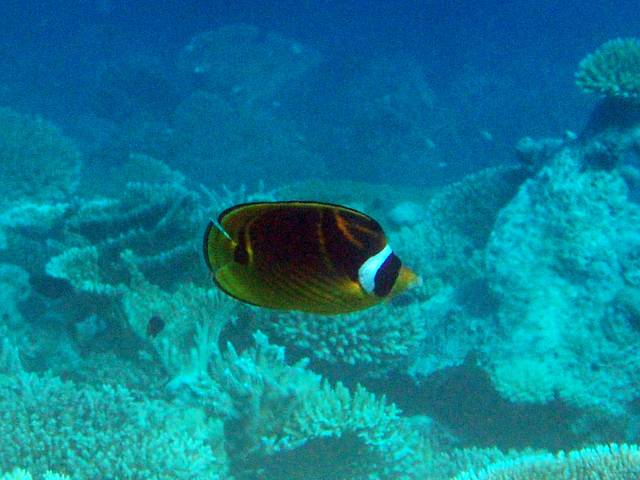 Mondsichel-Falterfisch - Chaetodon lunula