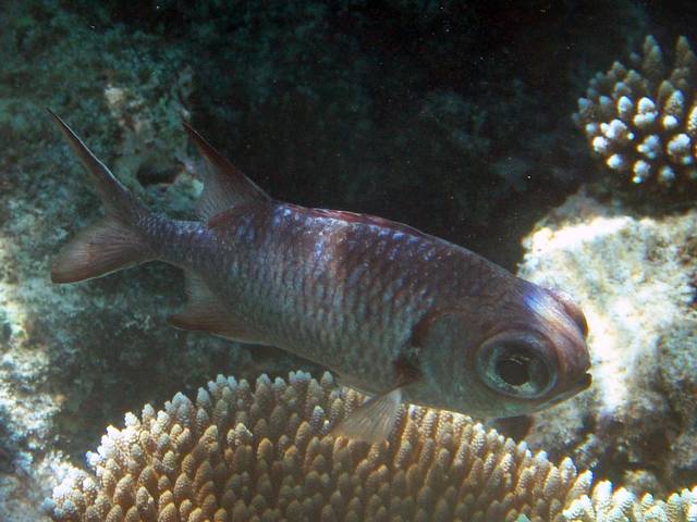 Blochs Großaugenbarsch - Priacanthus blochii