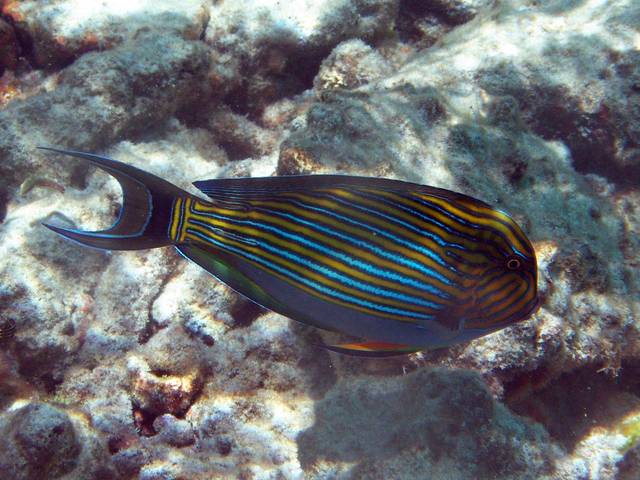 Blaustreifen-Doktorfisch - Acanthurus lineatus