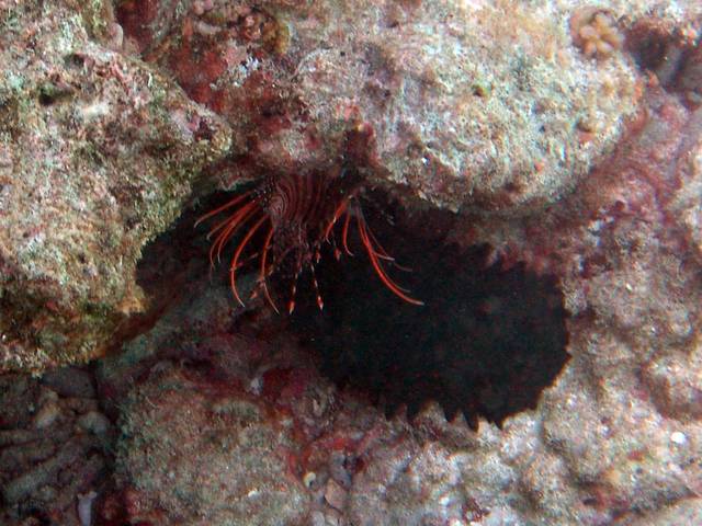 Strahlen-Feuerfisch - Pterois radiata