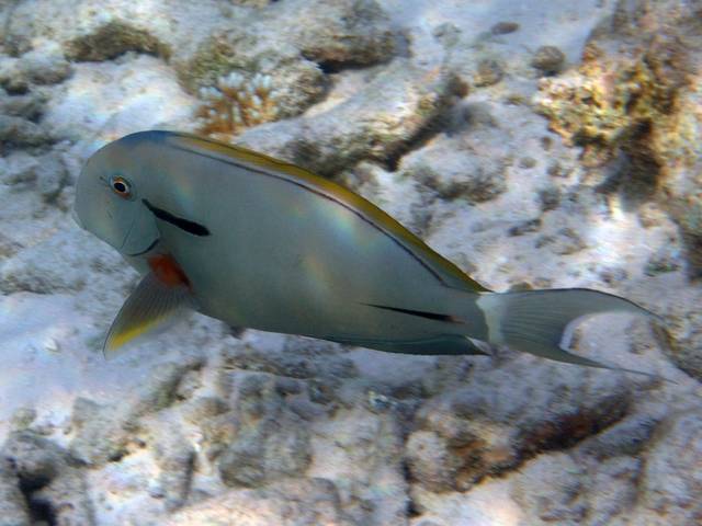 Achselklappen-Doktor - Acanthurus nigricauda