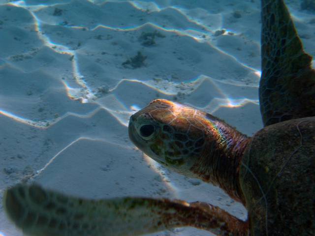 Suppenschildkröte - Chelonia mydas