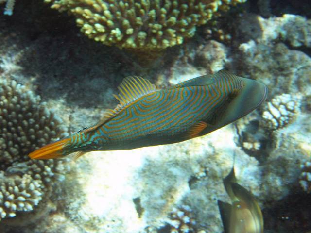 Orangestreifen-Drückerfisch - Balistapus undulatus