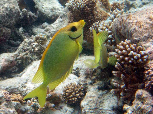 Korallen-Kaninchenfisch - Siganus corallinus