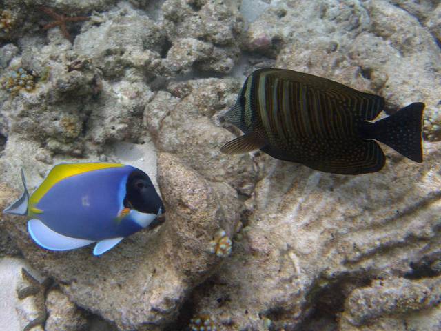 Weißkehl-Doktorfisch - Acanthurus leucosternon und Indik-Segelflossendoktor - Zebrasoma desjardinii