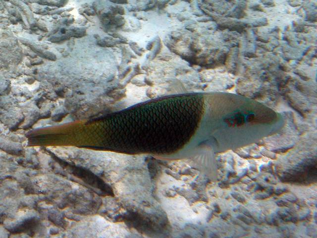 Zweifarben-Bannerlippfisch - Hemigymnus melapterus