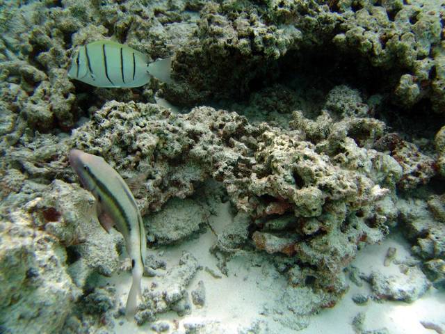 Gitter-Doktorfisch und Langbartel-Meerbarbe