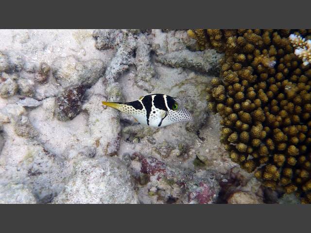 Schwarzsattel-Feilenfisch - Paraluteres prionurus