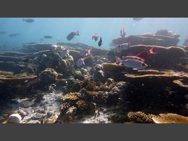 Schwarzbinden Soldatenfische - Myripristis adusta