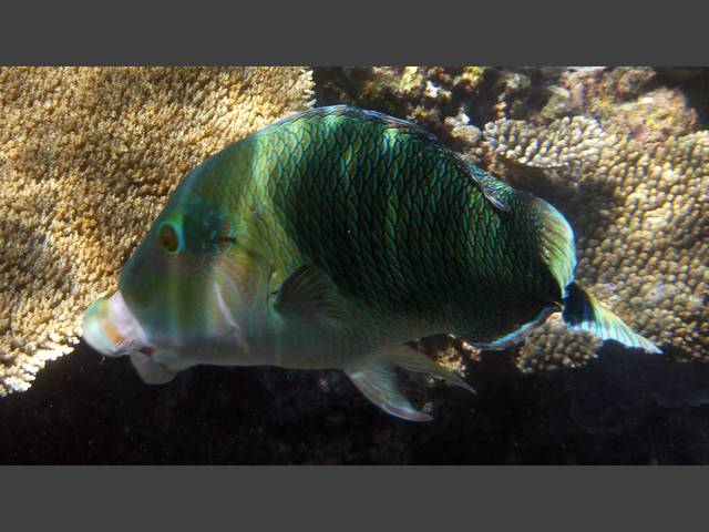 Streifen-Bannerlippfisch - Hemigymnus fasciatus