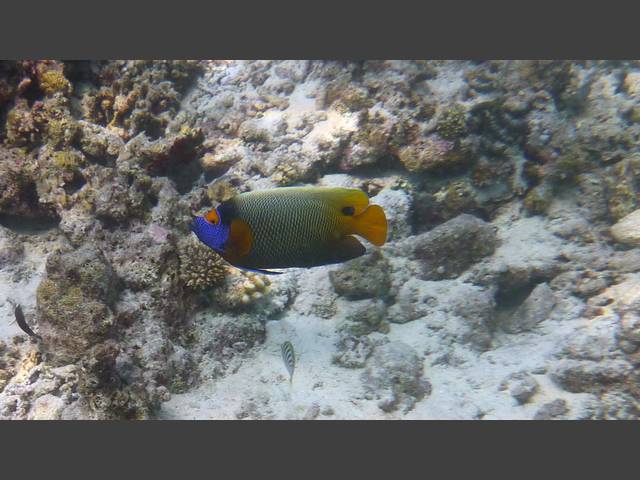 Blaukopf-Kaiserfisch - Pomacanthus xanthometopon