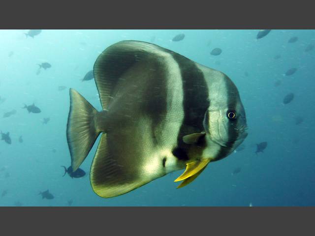 Langflossen-Fledermausfisch - Platax teira