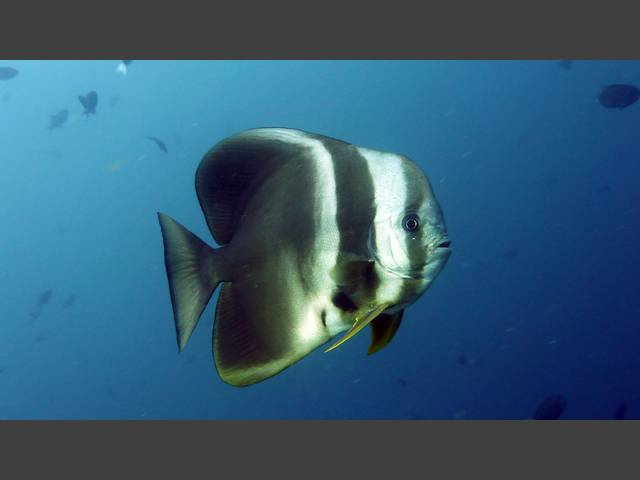 Langflossen-Fledermausfisch - Platax teira