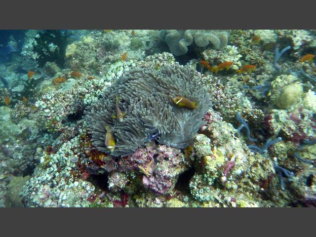 Malediven-Anemonenfisch - Amphiprion nigripes