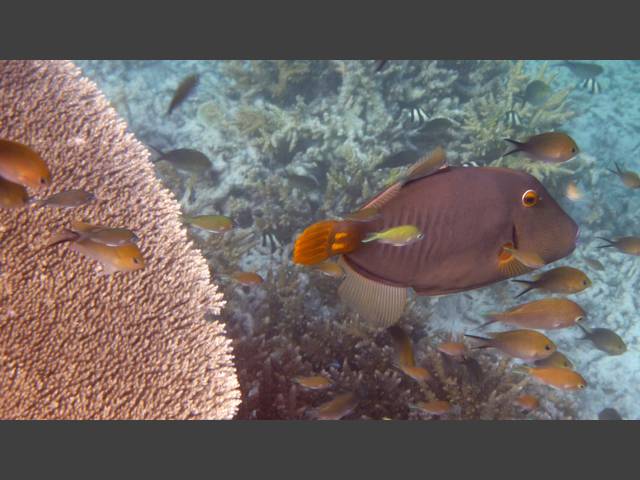 Orangestreifen-Drückerfisch - Balistapus undulatus