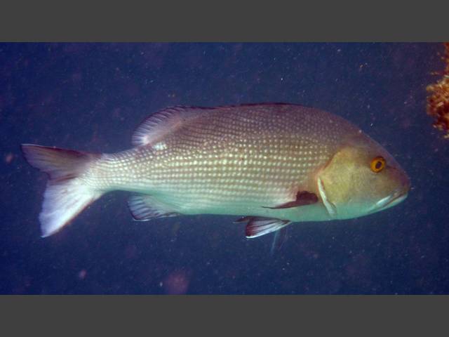 Schwarzer Schnapper - Macolor niger