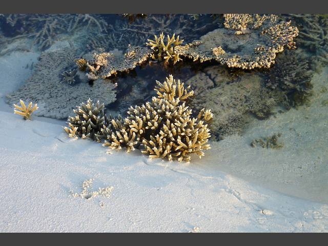 Korallen sind am Strand