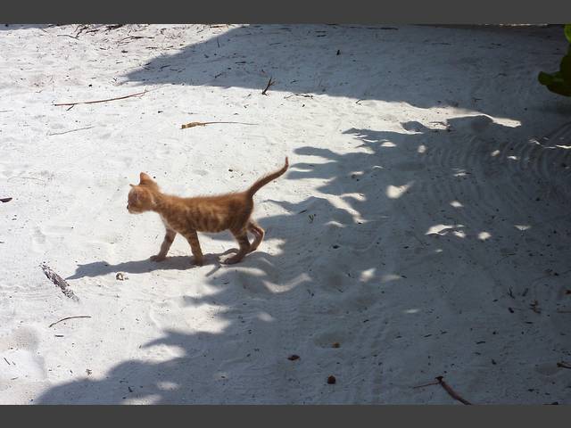 Der Inselkater Ginger