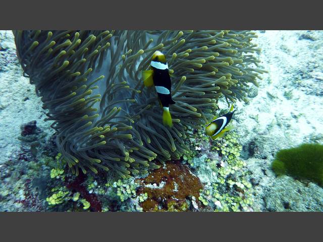 Clarks Anemonenfisch - Amphiprion clarkii