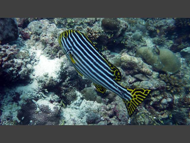 Orient-Süßlippe - Plectorhinchus orientalis