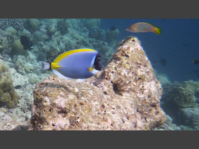 Weißkehl-Doktorfisch - Acanthurus leucosternon