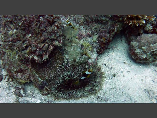 Clarks Anemonenfisch - Amphiprion clarkii