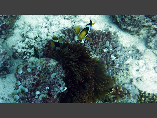 Clarks Anemonenfisch - Amphiprion clarkii