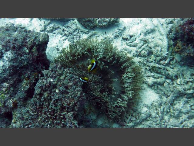 Clarks Anemonenfisch - Amphiprion clarkii