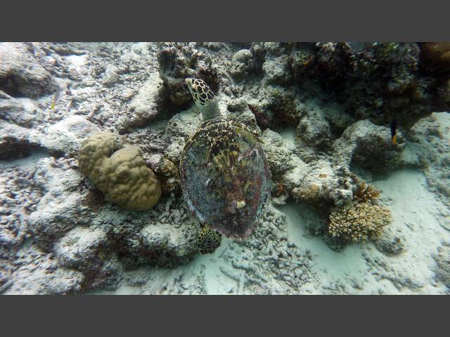 Echte Karettschildkröte - Eretmochelys imbricata