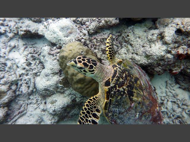 Echte Karettschildkröte - Eretmochelys imbricata