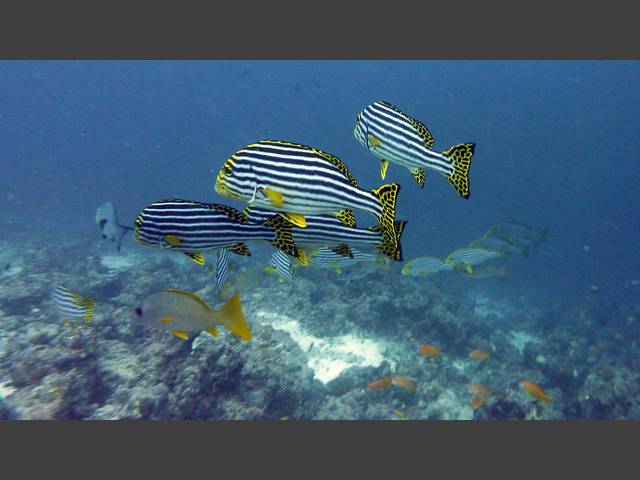 Orient-Süßlippe - Plectorhinchus orientalis