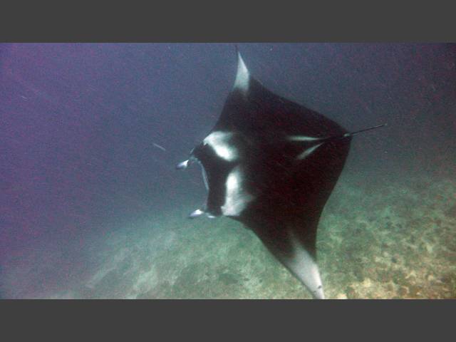 Manta - Manta birostris