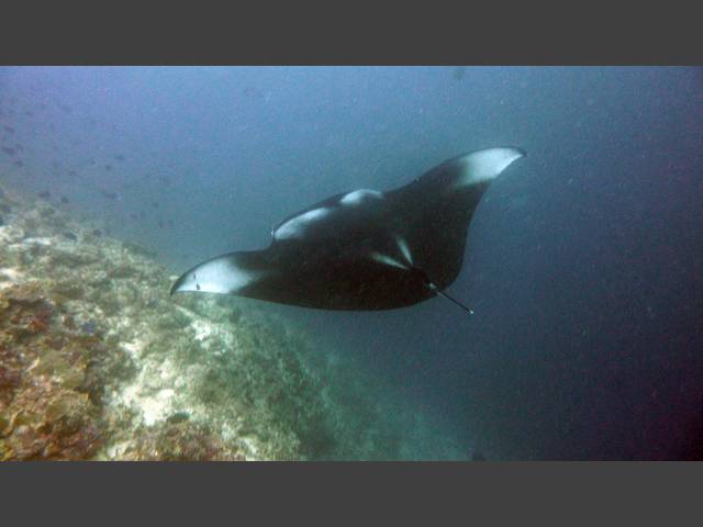 Manta - Manta birostris