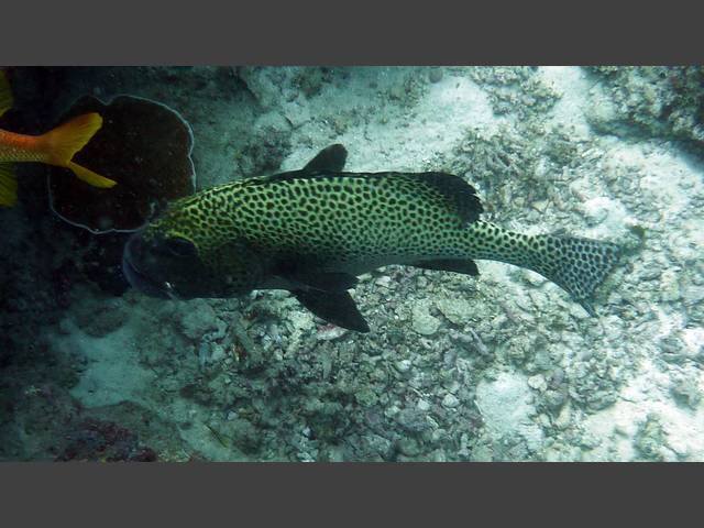 Harlekin-Süßlippe - Plectorhinchus chaetodontoides