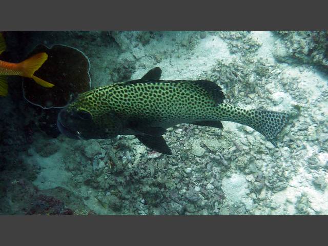 Harlekin-Süßlippe - Plectorhinchus chaetodontoides