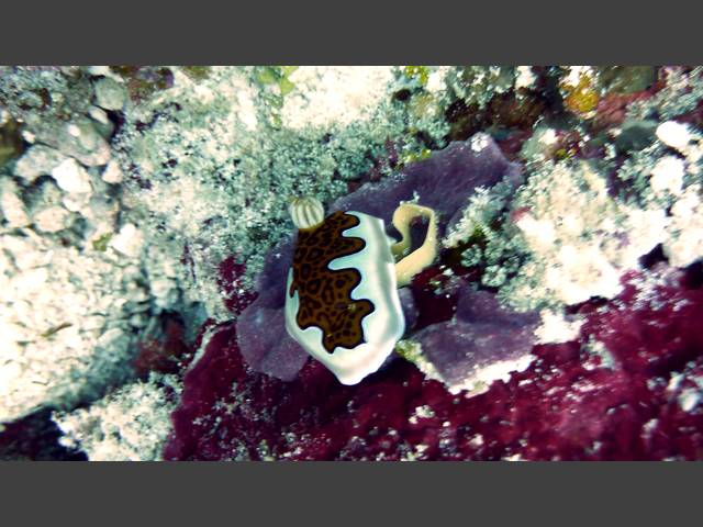 Prachtsternschnecke - Chromodoris gleniei