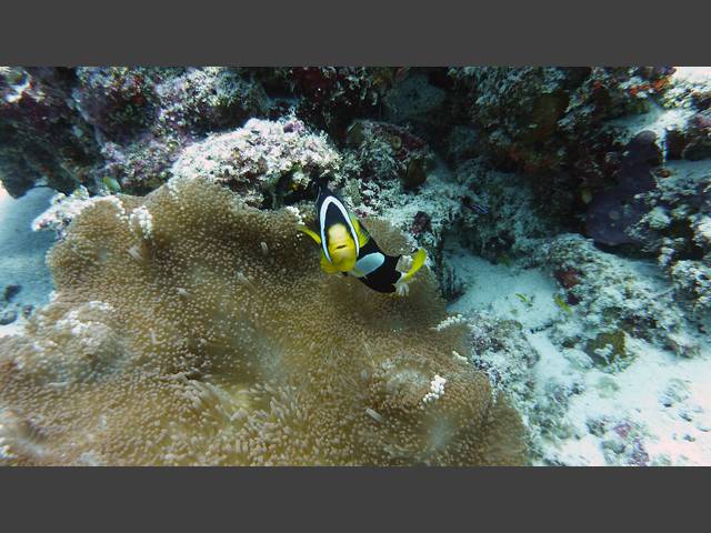 Clarks Anemonenfisch - Amphiprion clarkii