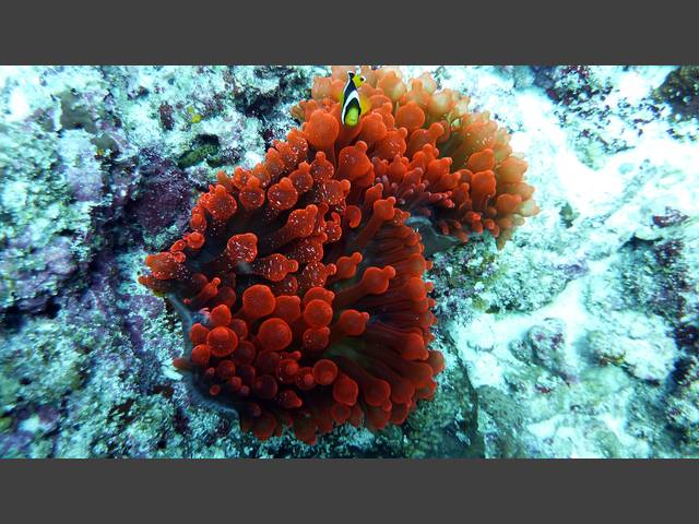 Clarks Anemonenfisch - Amphiprion clarkii